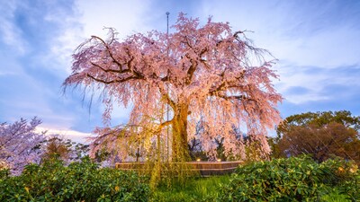 Explore Japan’s most romantic parks this Valentine’s Day, from cherry blossoms and bamboo groves to serene lakes and artistic landscapes.