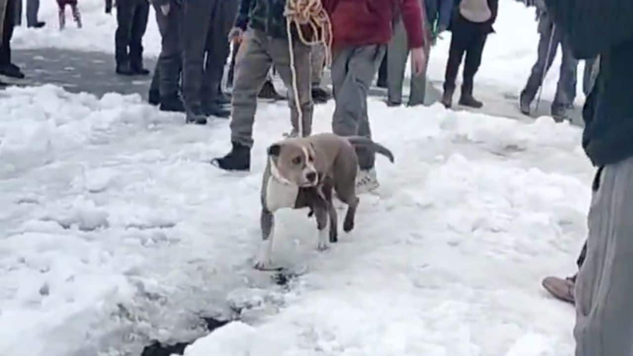 Heart-wrenching scene as pit bull found guarding teen owner’s body for 4 days in Himachal’s blizzard | Watch
