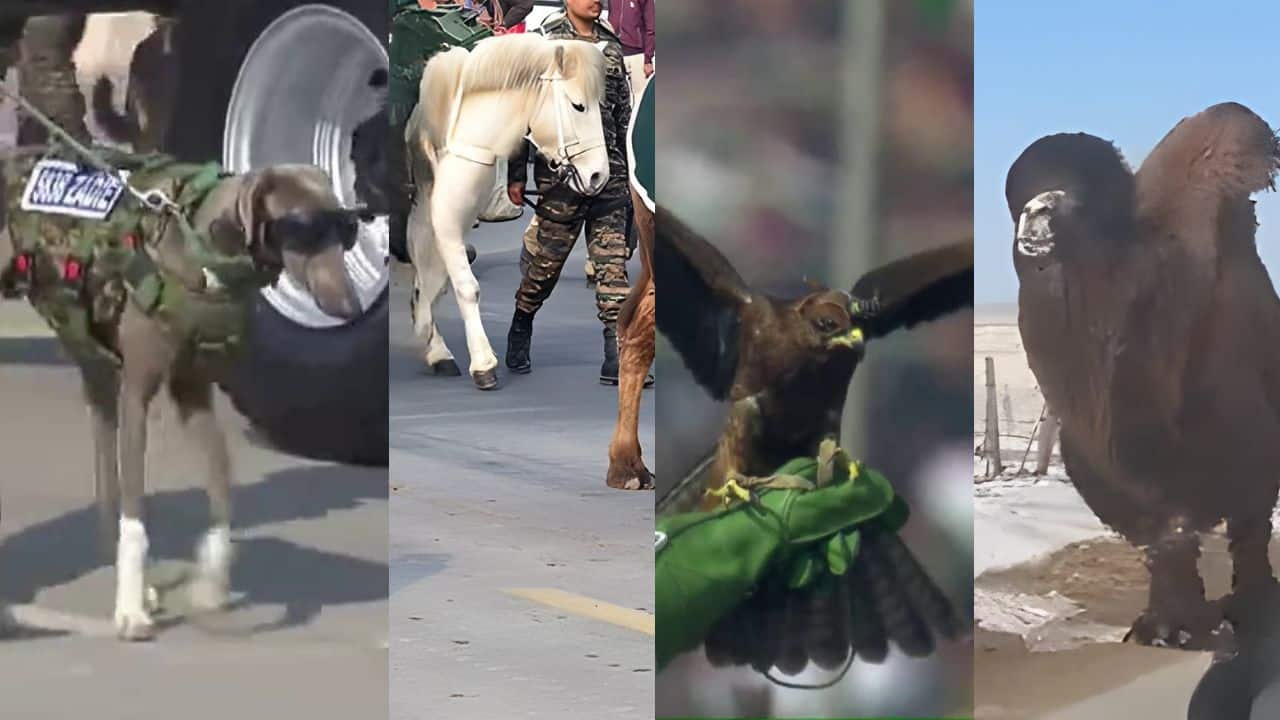 Bactrian camels, Indigenous dogs, hardy ponies and birds are going viral worldwide. (Image: ANI)