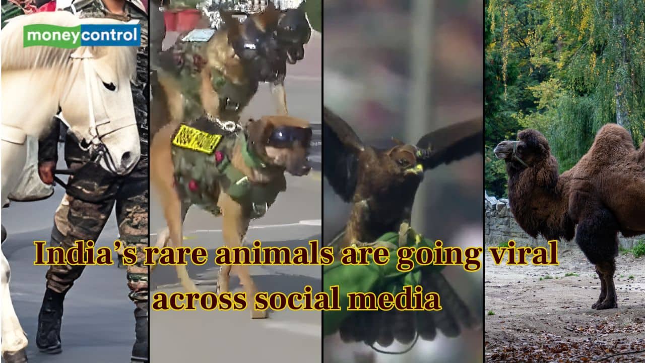 Meet the 4 India’s rare animals that are going viral across social media