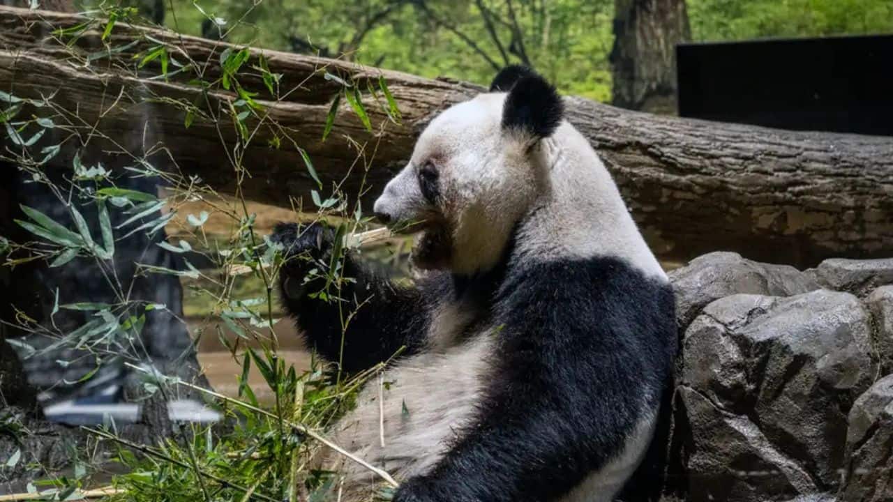 Japan bids farewell to its last twin giant pandas as they return to China: 'Pure diplomatic extortion'