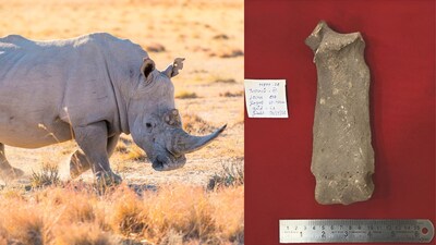 One Horned Rhino used to roam in Tamil Nadu once. (Image: X/@supriyasahuias)