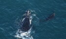 44-year-old whale ‘Slalom’ breaks 15-year-old record with its seventh calf