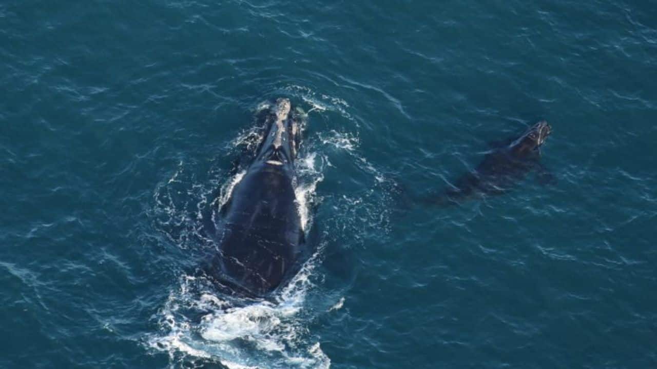 44-year-old whale ‘Slalom’ breaks 15-year-old record with its seventh calf