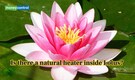 Nature's Heater: Know how India's sacred flower "Lotus" survives cold and attract pollinators