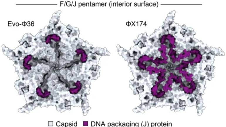 Evo-Φ2147 genome was created using AI (Image: Arc Institute)