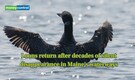 Loons return after decades of silent disappearance in Maine's waterways