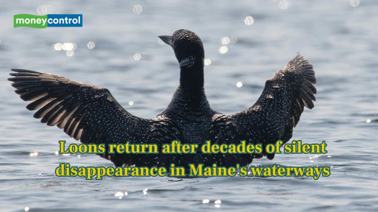 Loons return after decades of silent disappearance in Maine's waterways