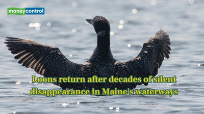 From near extinction to thriving again, loons reclaim Maine waterways. (Image: Canva)
