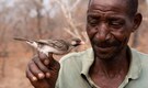 Nature’s Smartest Partnership: How honeyguides and humans talk to find hidden beehives in Mozambique