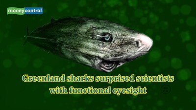 "They can see": Scientists revealed Greenland Sharks can see in dim Arctic light