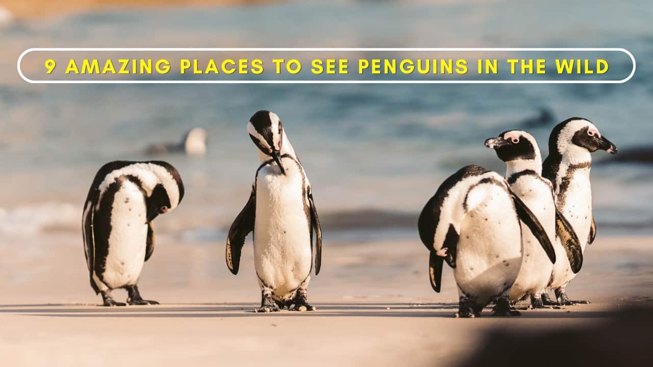 9 places around the world where you can see penguins in the wild