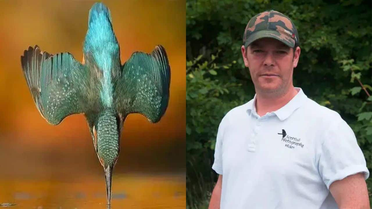 After 6 years and 7,20,000 clicks, Alan McFadyen captured a perfect Kingfisher dive!