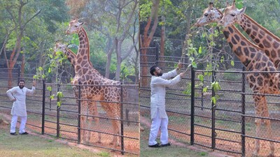 Pawan Kalyan adopts 2 giraffes on his mother Anjana Devi’s birthday