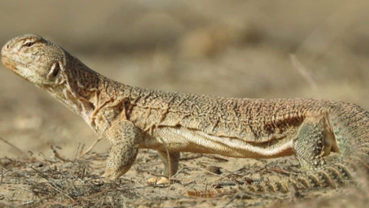 Desert survival decoded: IISc researchers track how lizards balance energy and reproduction
