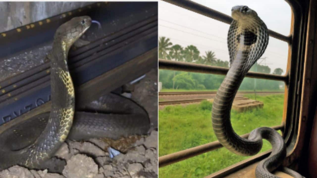 Snakes on trains: King cobras are travelling India’s rail lines, here’s what’s happening