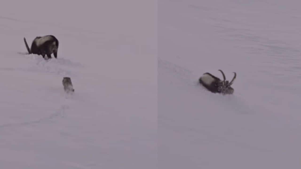 Caught on Camera: Snow leopard launches daring hunt on frozen Himachal slopes, leaving photographer speechless