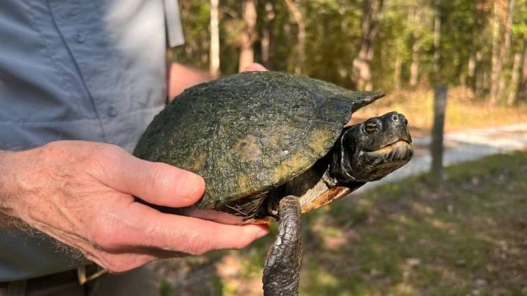 Yellow-bellied slider (Trachemys scripta), a local turtle. (Image: Liz Kimbrough)