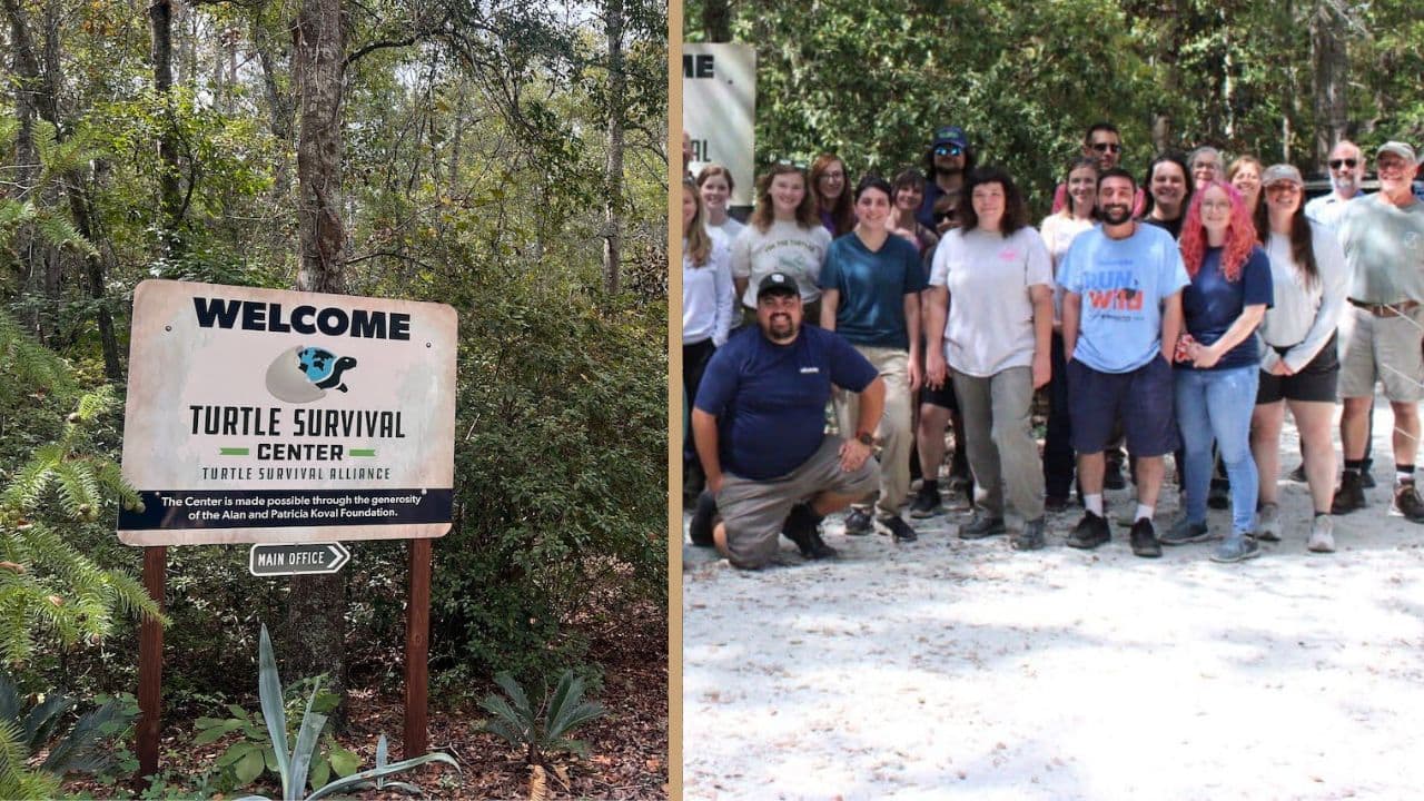The Turtle Bank: South Carolina's pine forests become a "haven" for endangered turtles of Asia