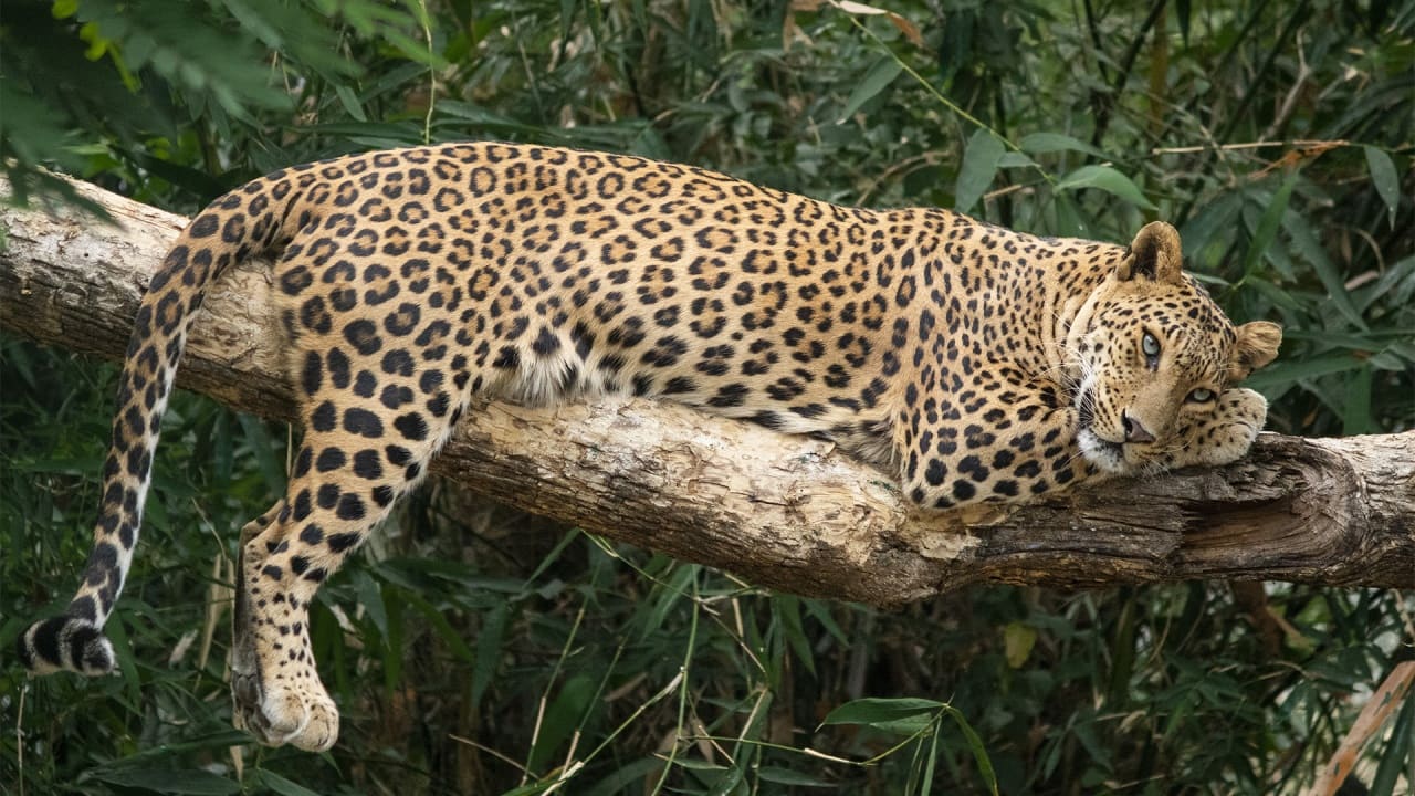 Budget 2026 | India to host Global Big Cat Summit this year: How New Delhi is becoming the world’s big cat leader