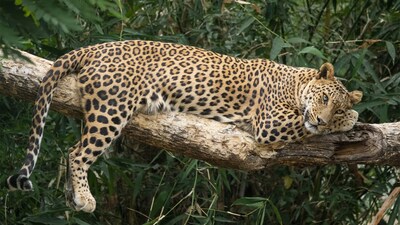 By hosting the Global Big Cat Summit, India is positioning itself as a hub for international cooperation on wildlife conservation.