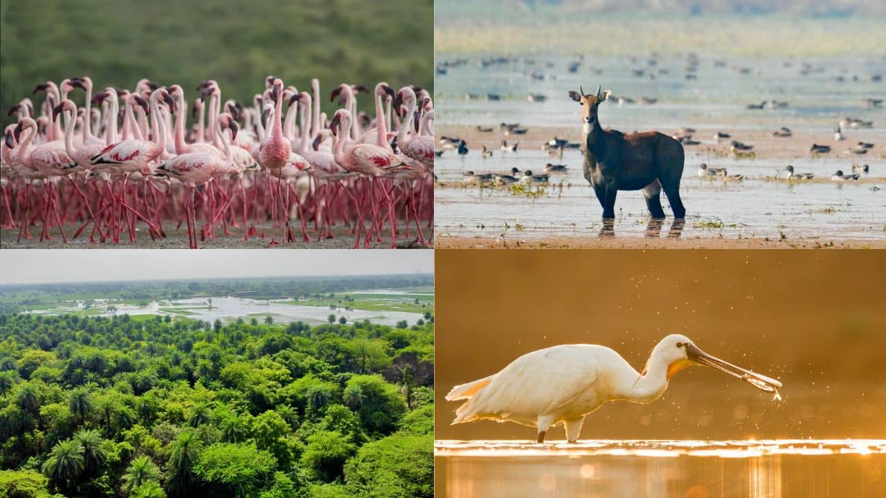 India has 98 Ramsar Wetlands now, adding Patna and Chhari-Dhand as two new additions