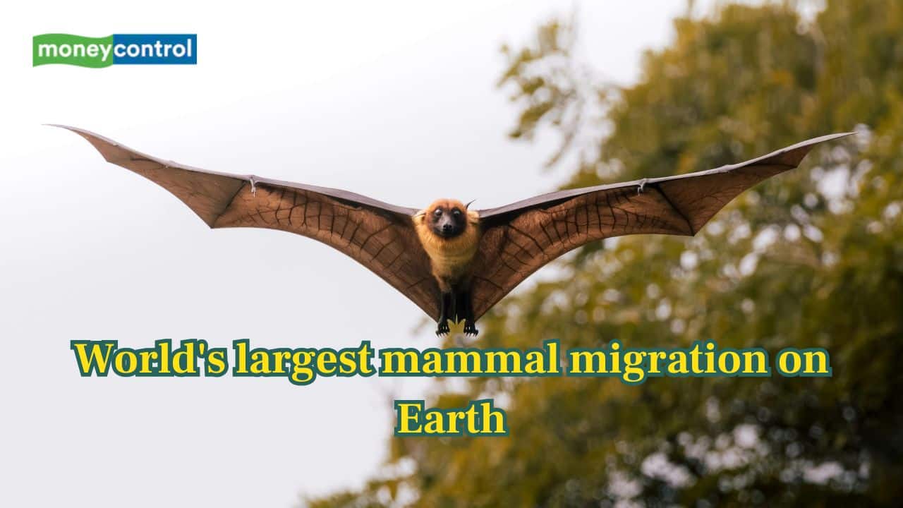 The straw‑coloured fruit bat gathering is one of world's largest mammal migration on Earth