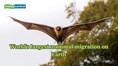 The straw‑coloured fruit bat gathering is one of world's largest mammal migration on Earth