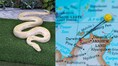 Lady Gaga to Retire? Australia's albino carpet python retires after 17 years in Australia