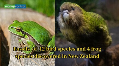Scientists have discovered a hidden ‘lost world’ inside a New Zealand cave, revealing fossils from 1 million years ago. (Image: Canva)