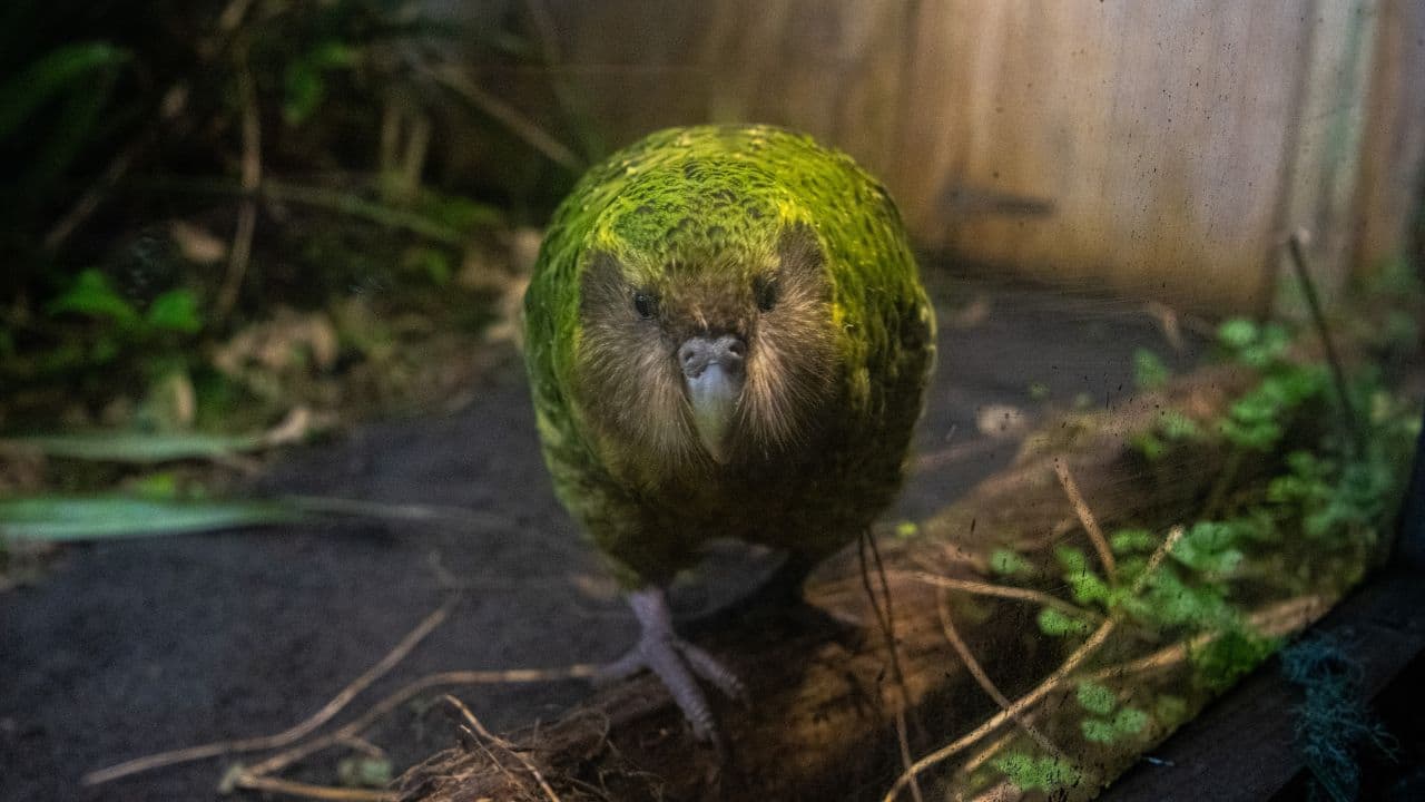 Kakapo (Image: Canva)