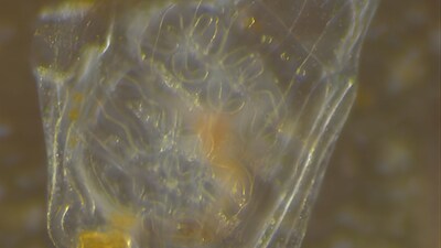 New discovery explains how vertebrates evolved complex bodies and organs