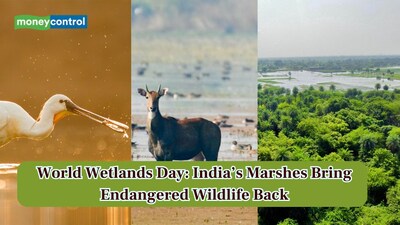 World Wetlands Day is celebrated on 2nd February. (Image: Canva)