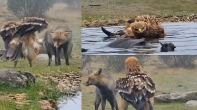 Viral video shows Imperial Eagle took a "victory bath" after defeating this clever animal