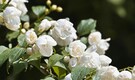 Gardening tips: How to grow jasmine in pots on your balcony