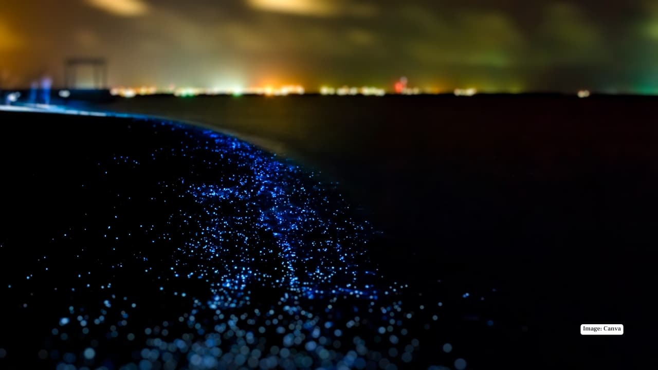 <strong>1. Bioluminescent Beach – Vaadhoo, Maldives</strong><br />At night, the waters around Vaadhoo Island glow like a galaxy of stars. Phytoplankton in the shallow lagoon emits light when disturbed, creating a mesmerizing “sea of stars” effect that feels truly otherworldly.
