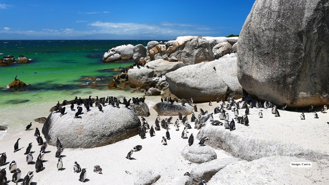 <strong>9. Boulders Beach – Simon’s Town, South Africa</strong><br />Famous for its resident colony of African penguins, Boulders Beach combines giant granite boulders with secluded coves. It’s surreal not just in scenery but also in wildlife encounters.
