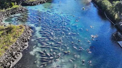 Manatees gathered in Three Sisters Springs in Florida. (Image: Dirk Shadd)