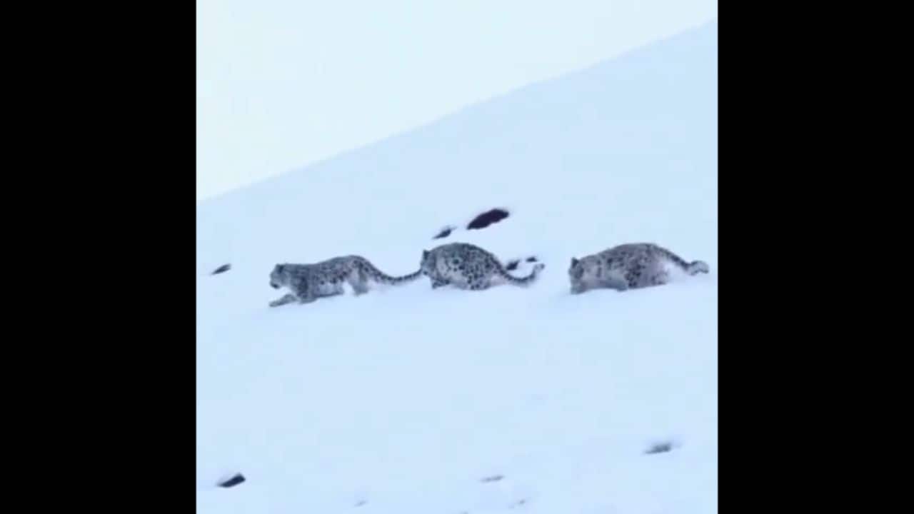 Ghosts of the mountains appear as snow leopard family emerges in the Himalayas
