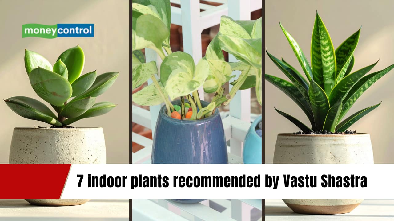 7 Indoor plants recommended by Vastu Shastra