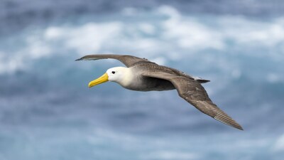 A waved albatross was seen by birdwatchers. (Image: Stan Tekiela)