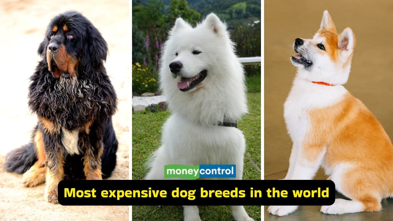 10 most expensive dog breeds in the world; they cost a fortune 
