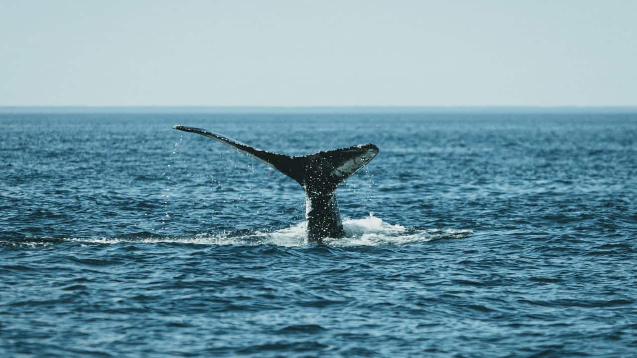 US Navy heard a mysterious sound from the deep ocean and it may be from the world’s loneliest animal