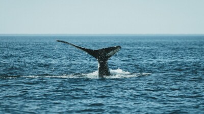 Detected by the US Navy, Heard by No One Else: The Haunting Call of a Possibly Lonely Whale (Image: Canva)