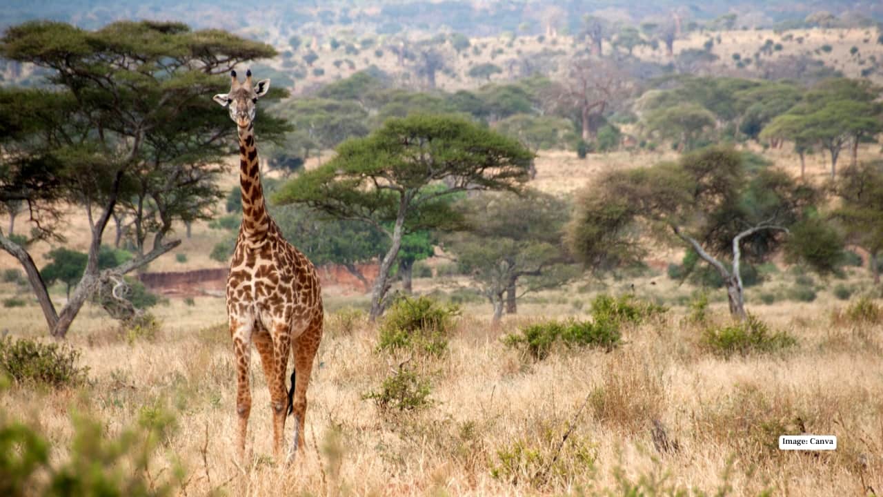Tarangire National Park, Tanzania
