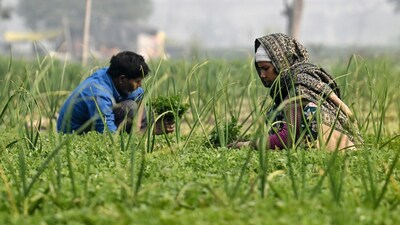 Farmers harvest fenugreek leaves on the floodplains of the Yamuna River in New Delhi on January 31, 2026. (Photo by Arun SANKAR / AFP)