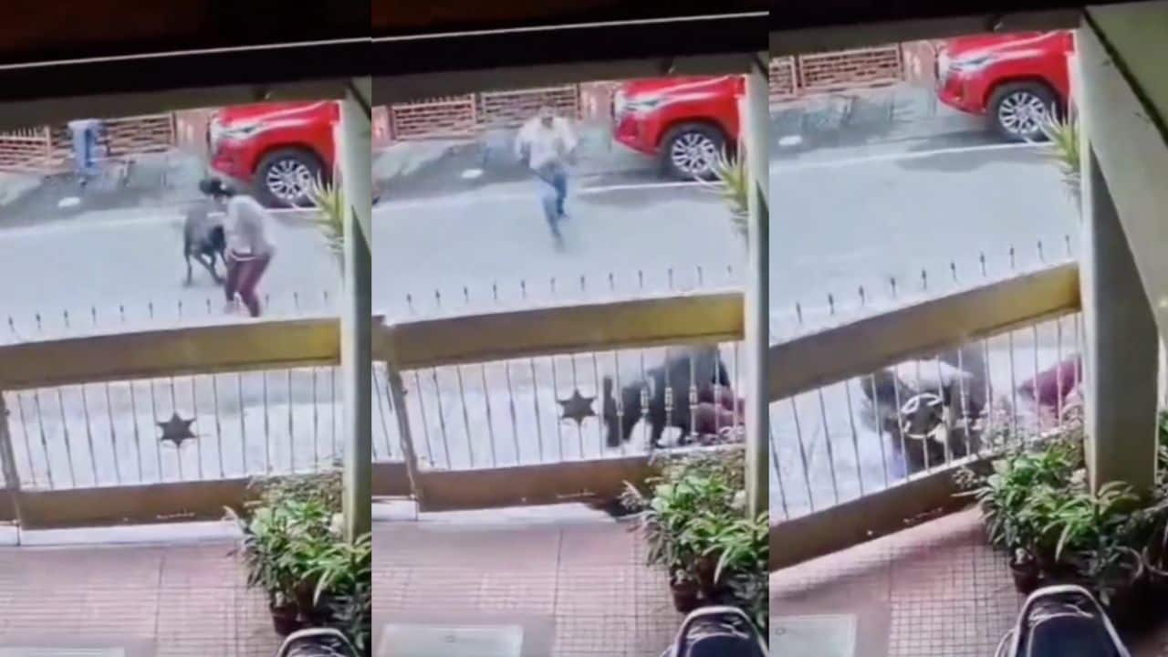 CCTV shows Rottweiler mauling Bengaluru woman techie, leaving 80 stitches, near-fatal neck injury