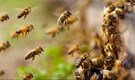 Anganwadi cook saves 20 children from swarm attack but dies due to bee stings in MP