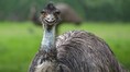Giant Birds vs Army: Australia fought a war against a deadly bird that even machine guns and military couldn’t defeat