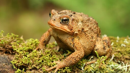 Can licking a toad really get you high or is the myth far more dangerous than the drug?